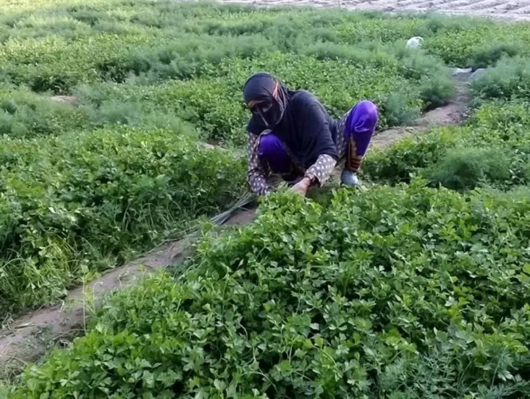 بوی مطبوع سبزی تازه در فضا پیچیده است