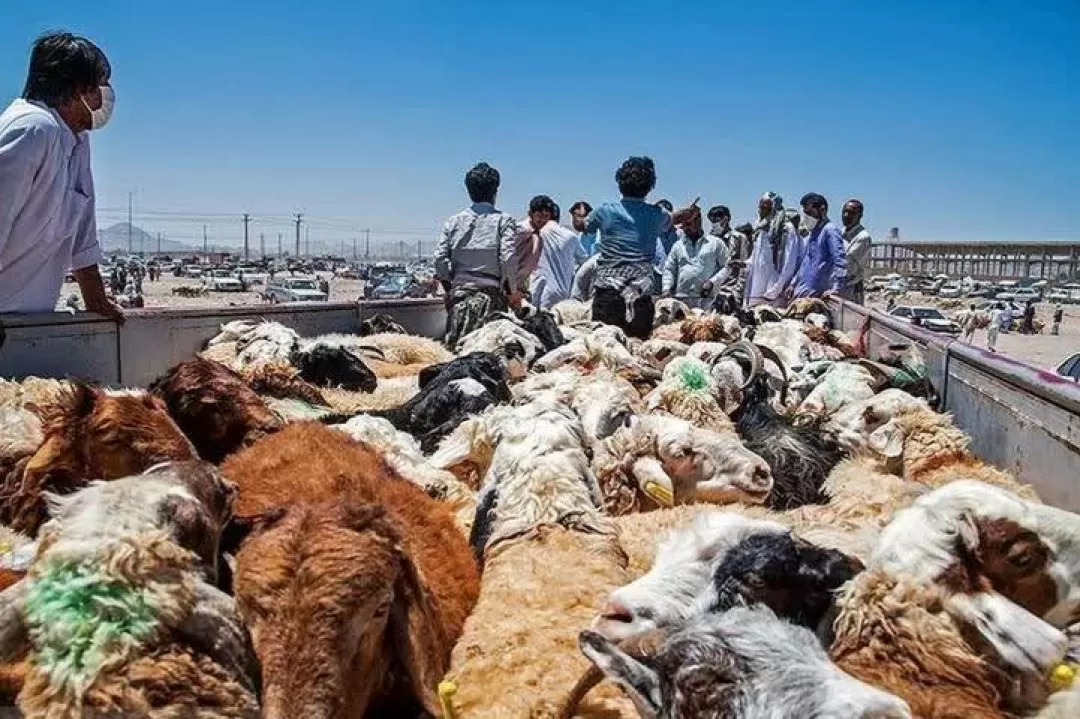 توقیف شناور دام قاچاق در آب‌های خلیج‌فارس