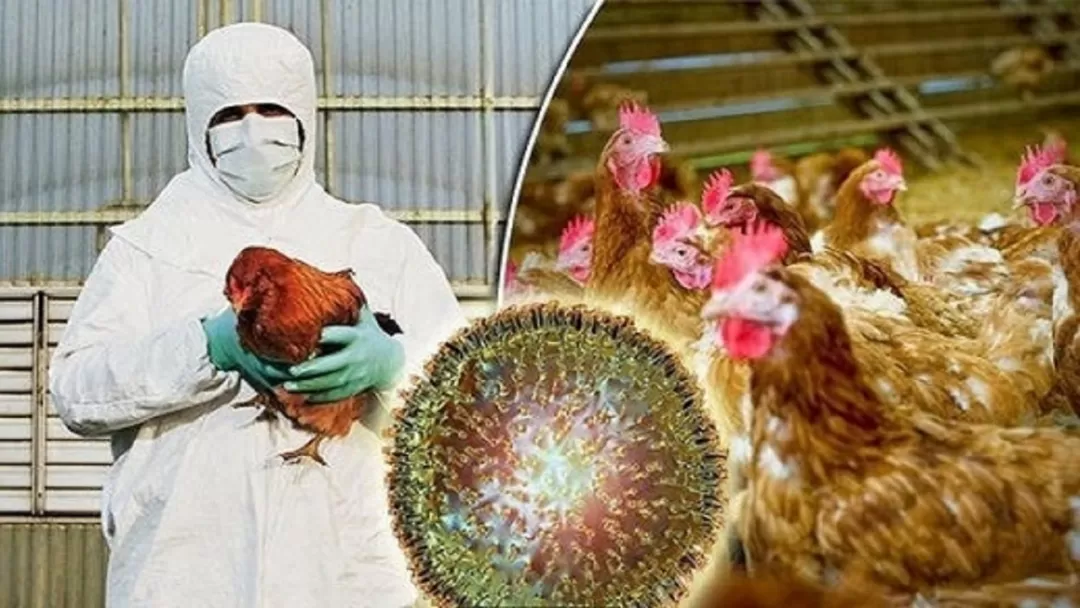 هرمزگان در معرض آنفلوانزای فوقحاد پرندگان