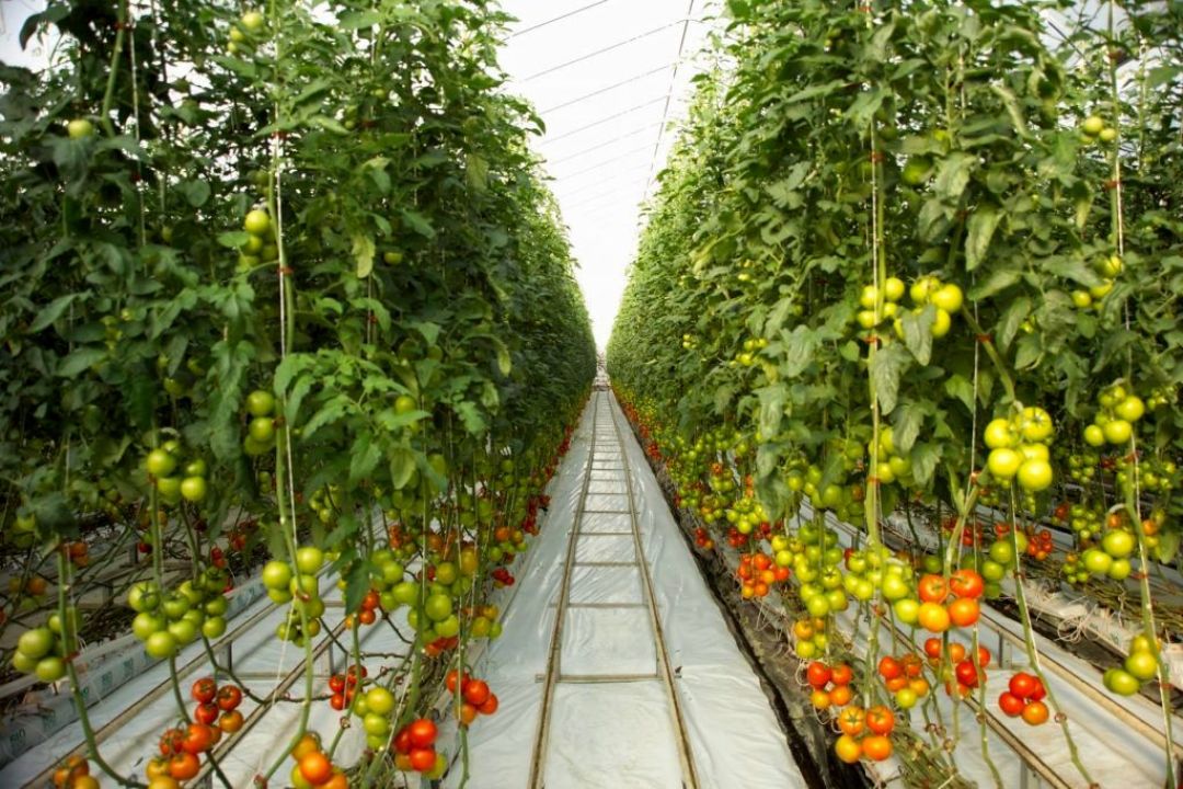صادرات گلخانهای هرمزگان به ۱۷۰ هزار تن رسید
