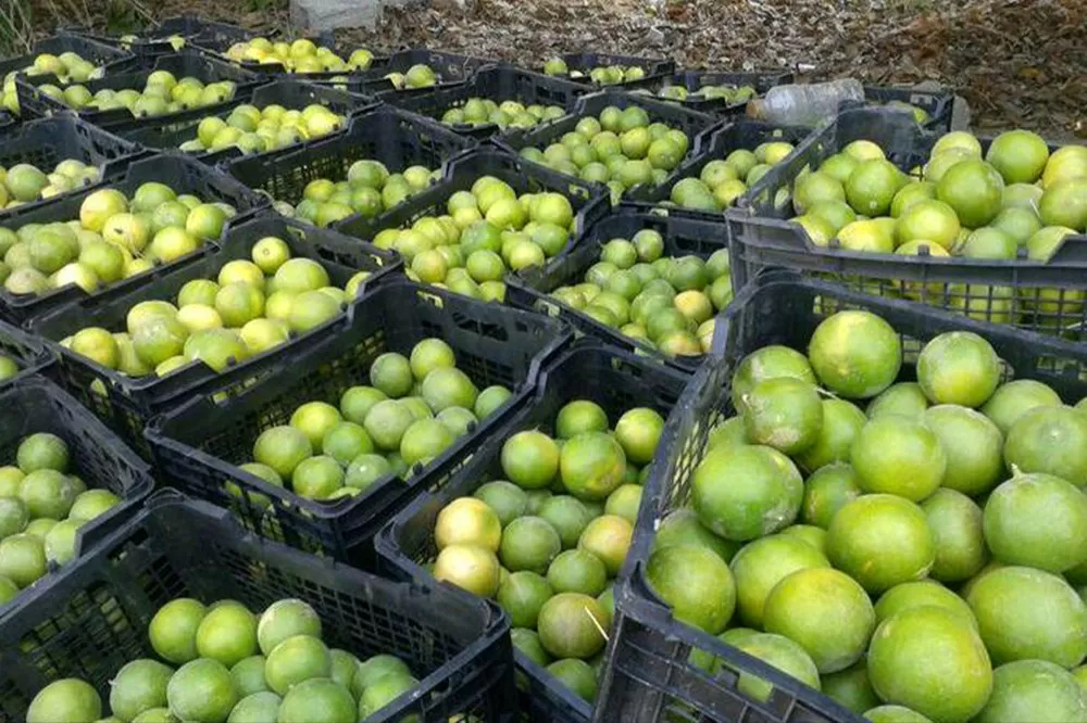 آغاز برداشت لیموشیرین از باغات رودان