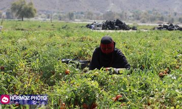 برداشت گوجه فرنگی بهاره